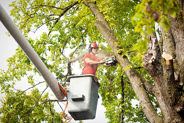 How Our Tree Care Process Works  in  Annapolis Neck, MD